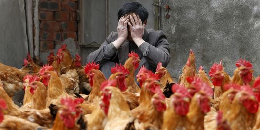 Trung Quốc Thêm một trường hợp mới nhiễm virus cúm A H7N9